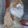 Chat à Montequieu-Volvestre