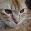 Chat 04