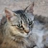 Chat 02