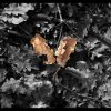 Autumn heart