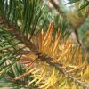 Sapin d\'automne