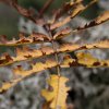 Automne 02