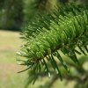 Jeune sapin