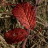 Feuille rouge 