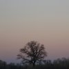 Arbre 01