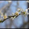 White spring