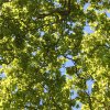 Ciel vert