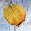 Feuille en novembre 02