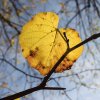Feuille en novembre 04