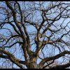 arbre