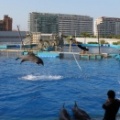 028 Oceanografic delfines