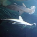 058 Oceanografic tiburon martillo